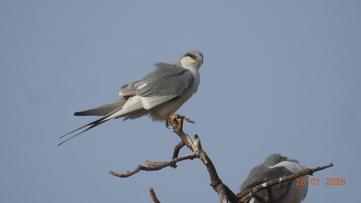 Swallowtail Kite